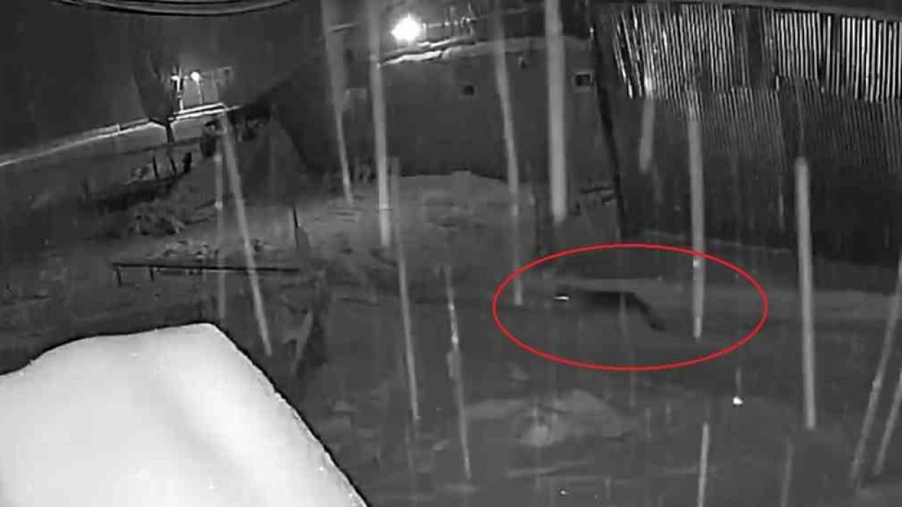 Bayburt’ta kurt sürüsünün köpeği kovaladığı anlar kamerada