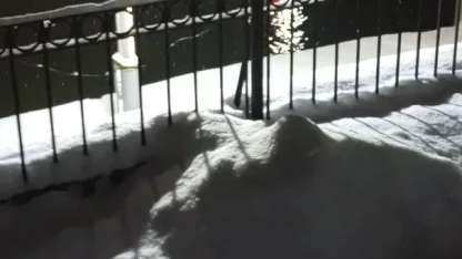 Bayburt’ta su samuru bu kez eşiyle birlikte görüntülendi