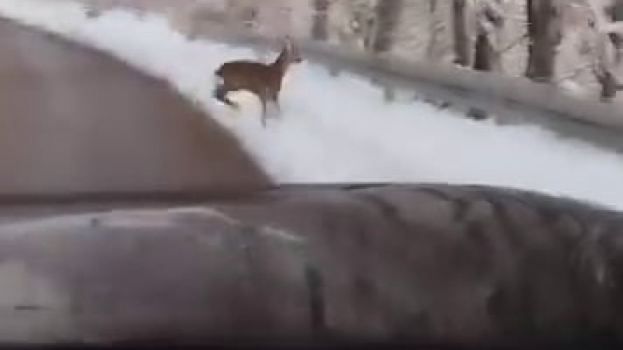 Beyaz örtü üzerinde tatlı karşılaşma: Karaca yola indi