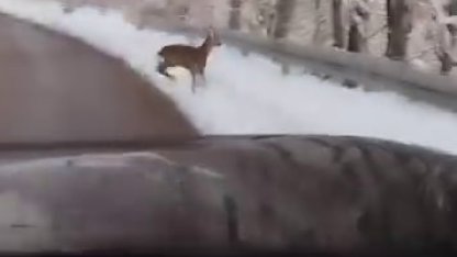 Beyaz örtü üzerinde tatlı karşılaşma: Karaca yola indi