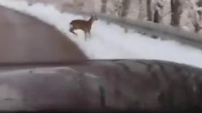 Beyaz örtü üzerinde tatlı karşılaşma: Karaca yola indi