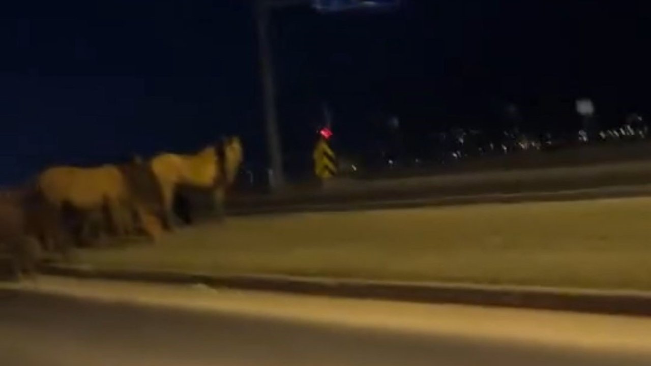 Bolu’da yılkı atları D-100’e indi: Orta refüjde otladılar