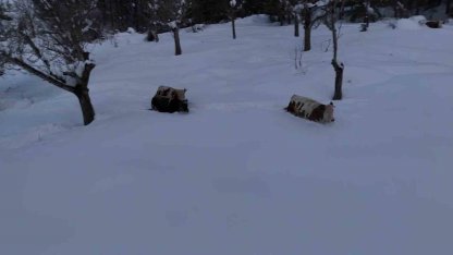 Büyükbaş hayvanların karla imtihanı dronla görüntülendi