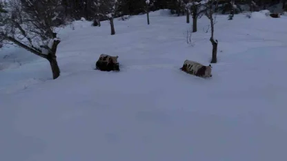 Büyükbaş hayvanların karla imtihanı dronla görüntülendi