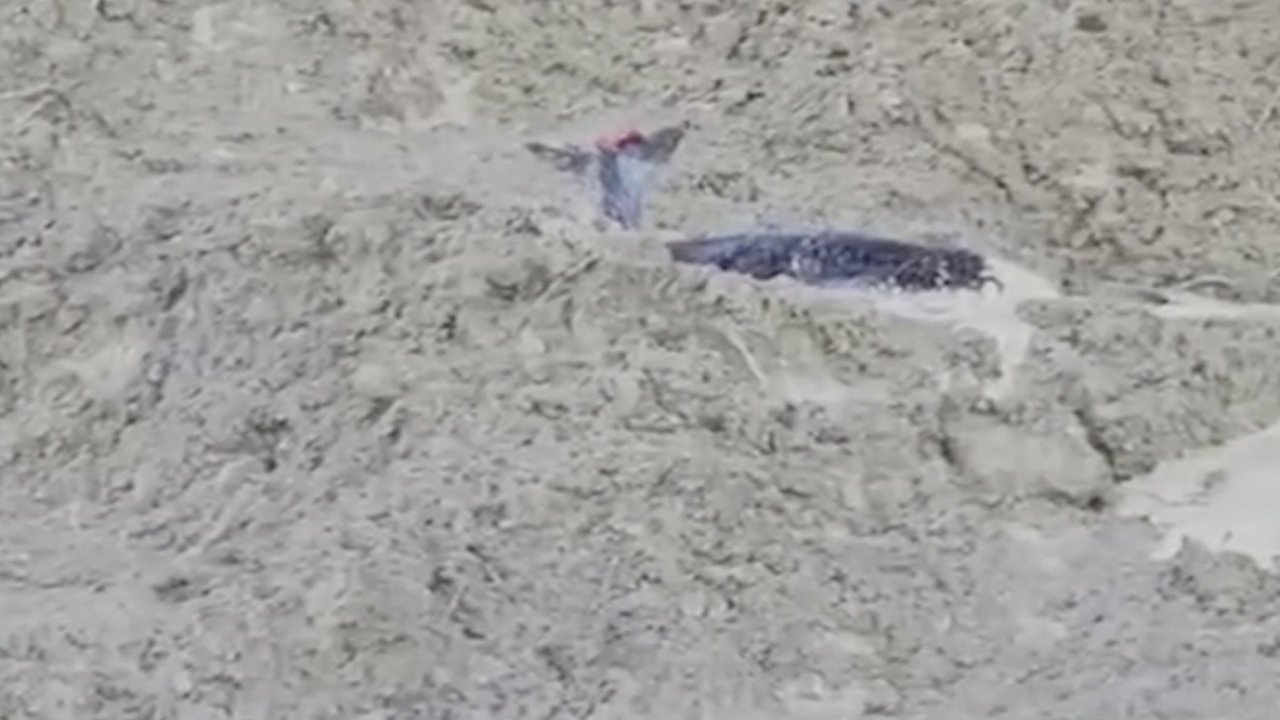 Çamura saplanan karaca için ekipler seferber oldu