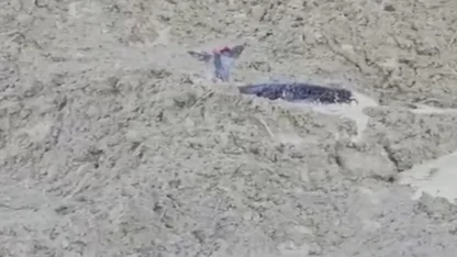 Çamura saplanan karaca için ekipler seferber oldu