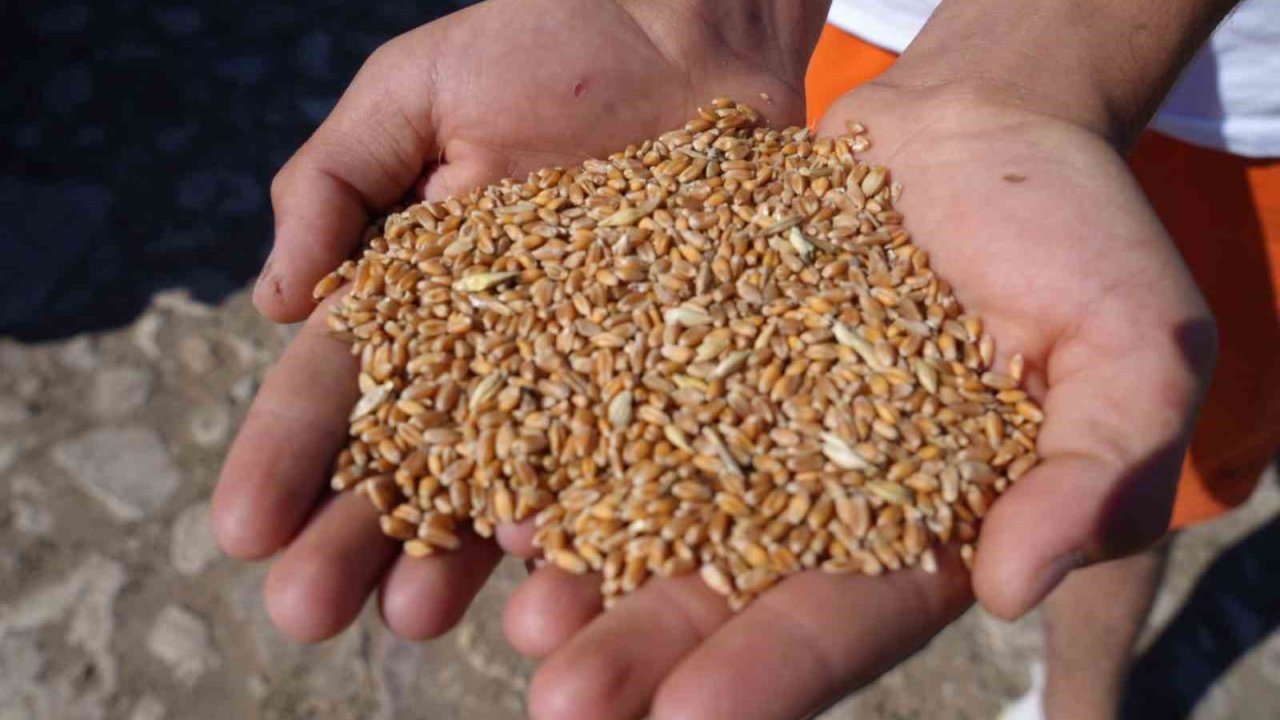 Demirözü’nde çiftçilere yüzde 100 hibeli üretim desteği