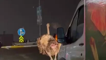 Deve kuşu, trafiği alt üst etti