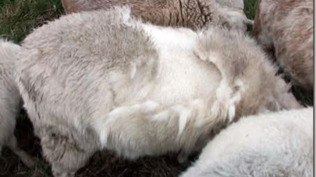 Doğum Sonrası Koyunlarda Yapağı Dökülmesinin Başlıca Nedenleri