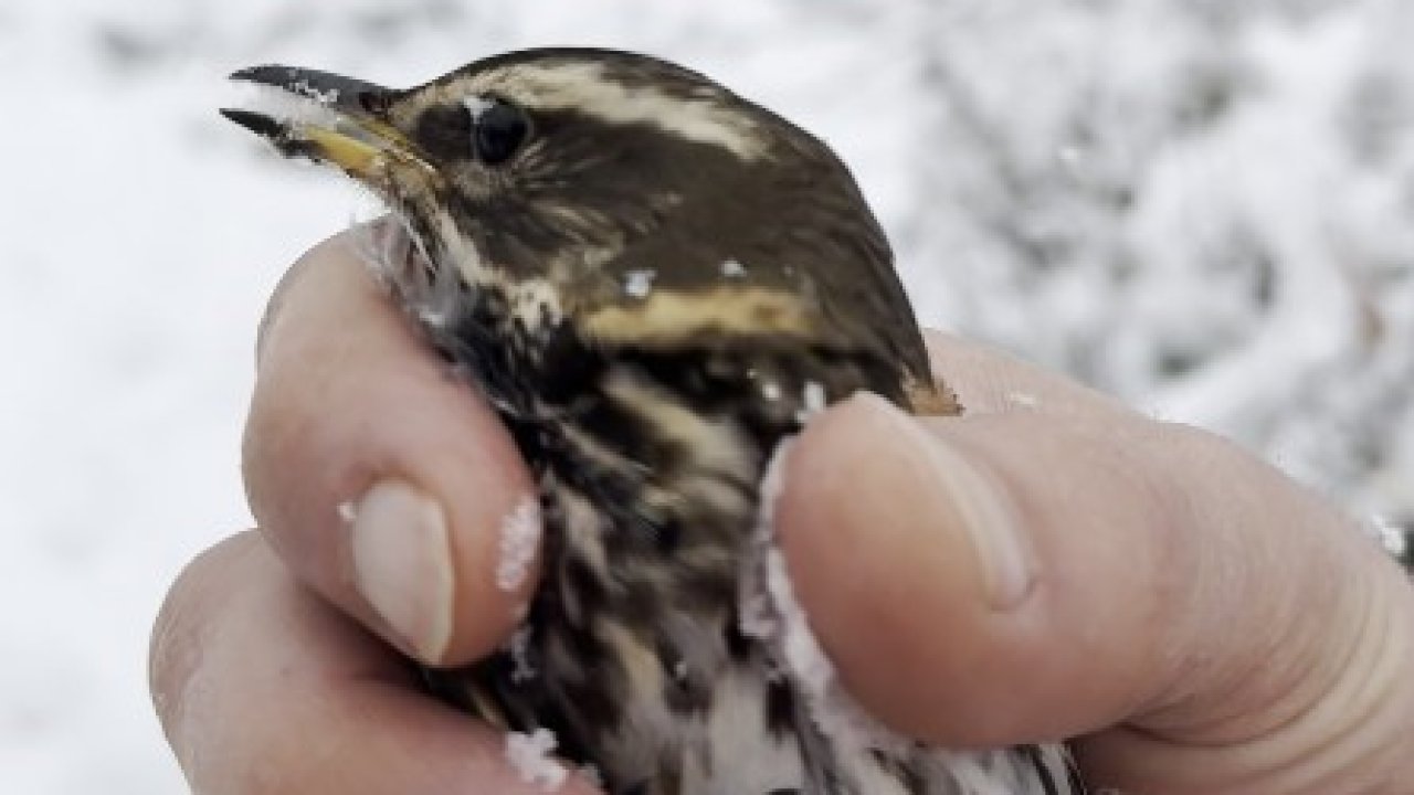 Donmak üzere olan kuşu aracına alarak ısıttı