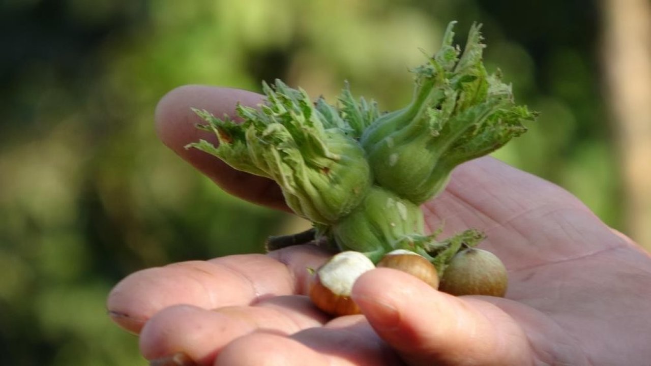 Düzce’de fındık ihraç rakamları geçen yılın gerisinde kaldı