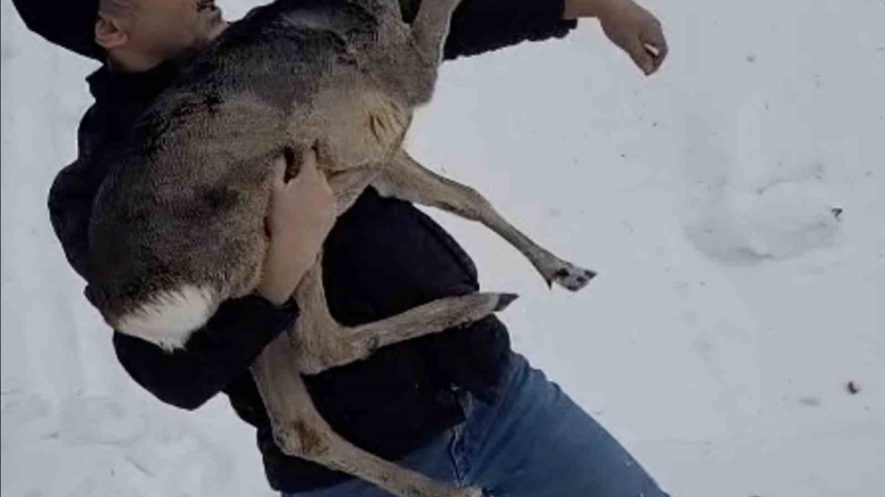 Düzce’de yaralı halde bulunan yavru karaca koruma altına alındı