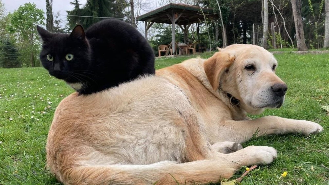 Düzce’den bin 574,395 ton kedi köpek maması ihraç edildi