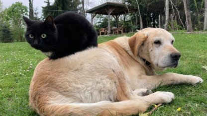 Düzce’den bin 574,395 ton kedi köpek maması ihraç edildi