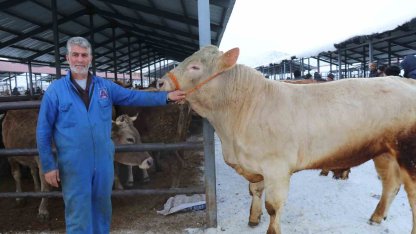 Eksi 15’de hayvan pazarı kuruldu