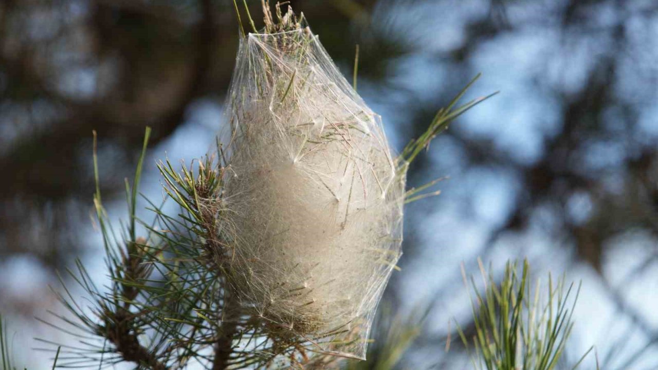 Hem ağaca hem insanlara zararı var: Samsun ormanlarında çam kese tırtılı istilası