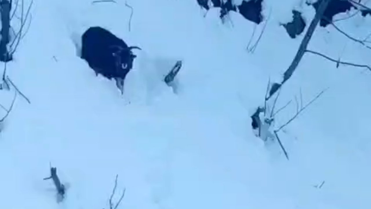 İş makinesi operatörü karda kaybolan keçiyi sahiplerine ulaştırdı