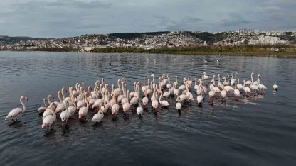 İzmit Körfezi’ne flamingo akını, sayıları katlandı