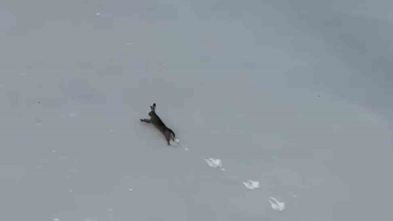 Kar üzerinde koşan yaban tavşanı görüntülendi