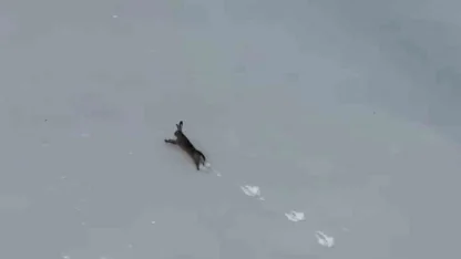 Kar üzerinde koşan yaban tavşanı görüntülendi