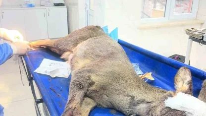 Karabük’te aracın çarptığı karaca ameliyat edildi