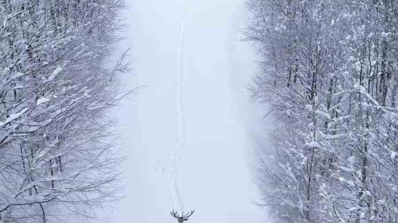 Karların arasında süzülen kızıl geyik havadan görüntülendi