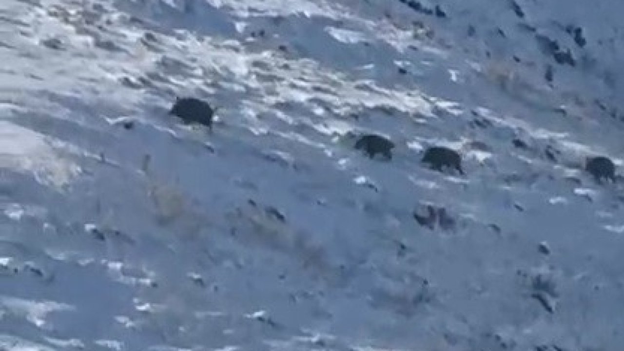 Kars’ta aç kalan yaban domuzları yerleşim yerlerine indi