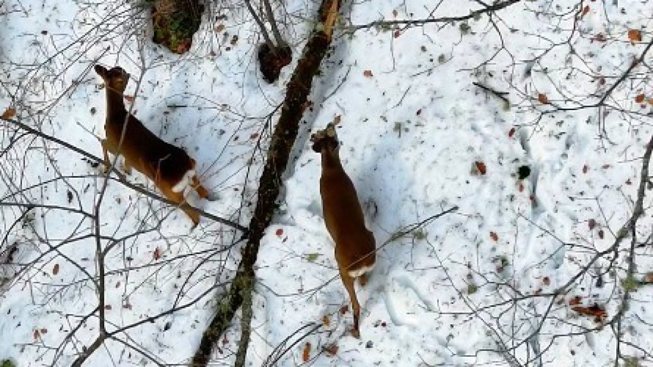 Kastamonu’da kar altındaki karacalar dron ile görüntülendi