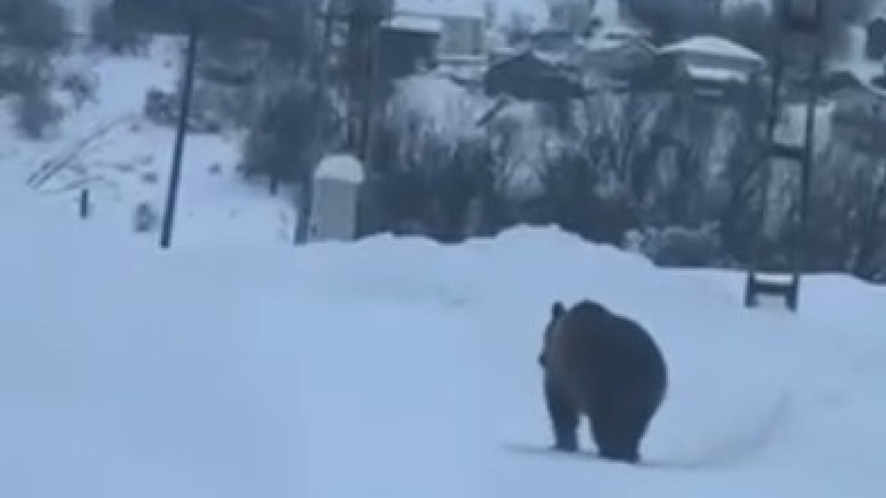 Kastamonu’da kış uykusuna yatamayan bozayı kamerada
