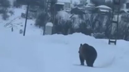 Kastamonu’da kış uykusuna yatamayan bozayı kamerada