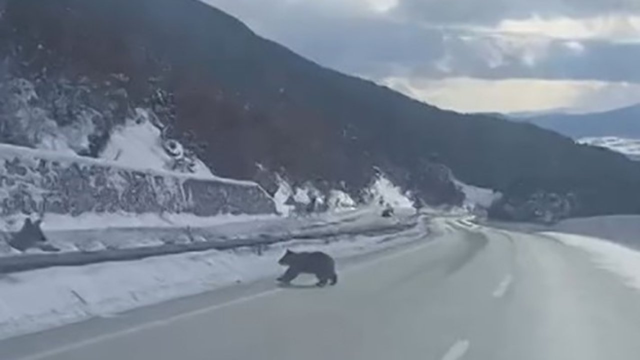 Kastamonu’da ormanlık alanda karda ilerleyemeyen bozayı güldürdü