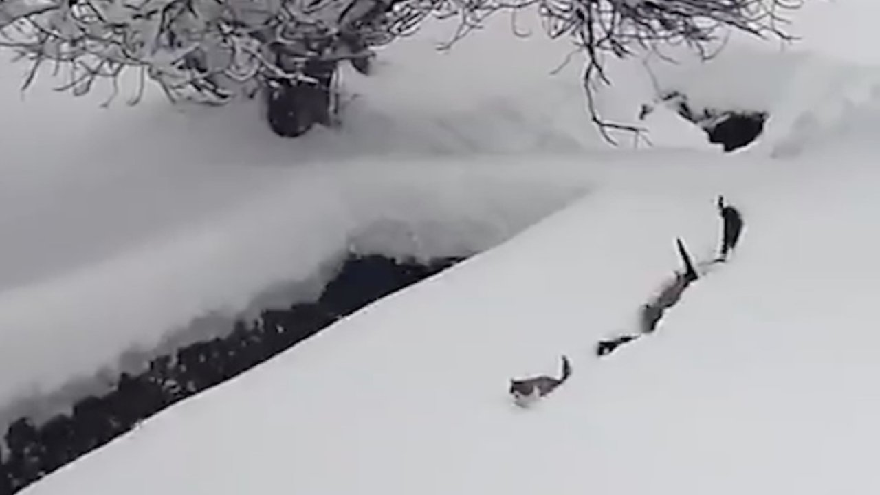 Kedilerin karda yürümeye çalıştığı anlar renkli görüntüler oluşturdu