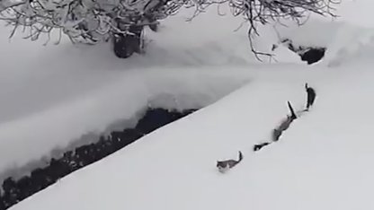 Kedilerin karda yürümeye çalıştığı anlar renkli görüntüler oluşturdu