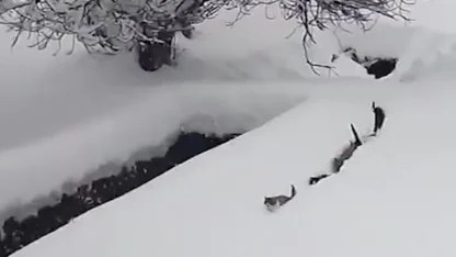 Kedilerin karda yürümeye çalıştığı anlar renkli görüntüler oluşturdu