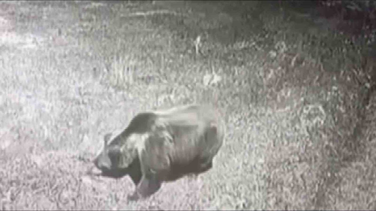 Kış uykusuna yatmayan ayıya böyle seslendi: "Kocaoğlan git yerinde yat, uyu"