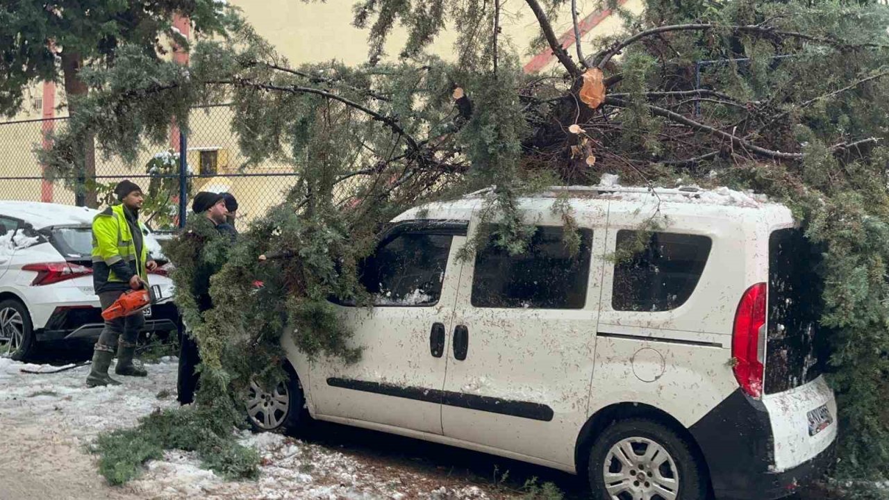 Kökünden sökülen ağaç park halindeki aracın üzerine devrildi