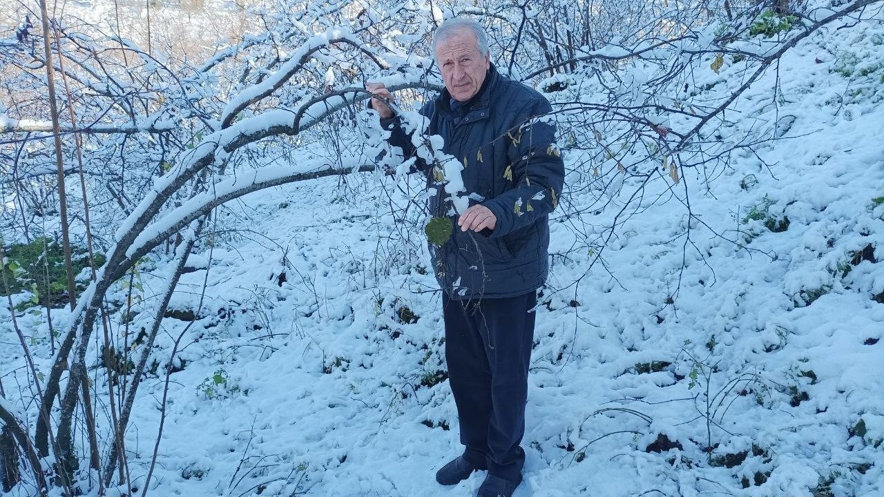 Mevsiminde yağan kar fındık üreticisini sevindirdi