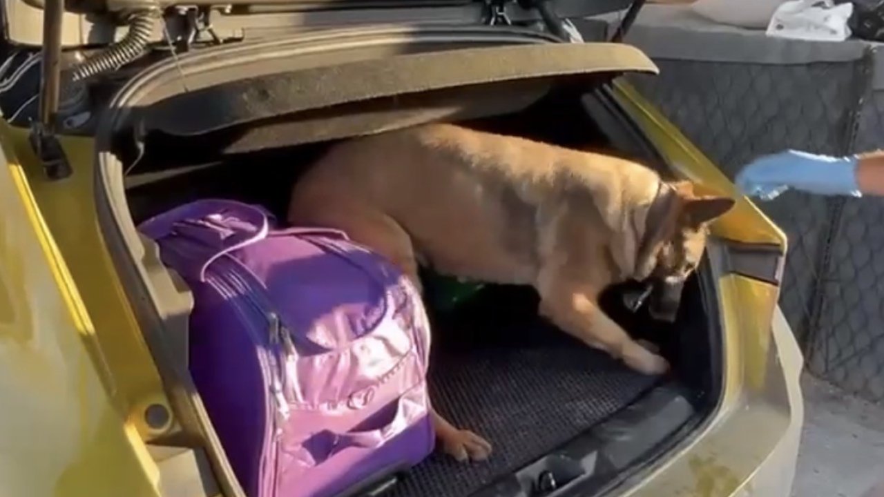 Narkotik dedektör köpeği Pera, araca saklanmış uyuşturucuyu buldu