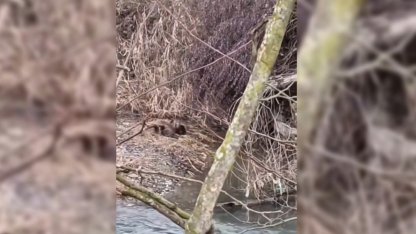 Nesli tehlike altında olan yavru su samurları Sinop’ta görüldü