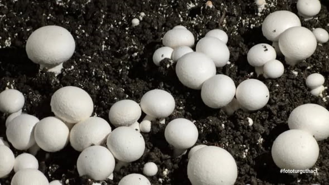 Öğrencilerin yetiştirdiği kültür mantarı hasadı yapıldı