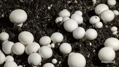 Öğrencilerin yetiştirdiği kültür mantarı hasadı yapıldı