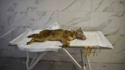 Ölümcül virüse yakalanan çakal tedavi ediliyor