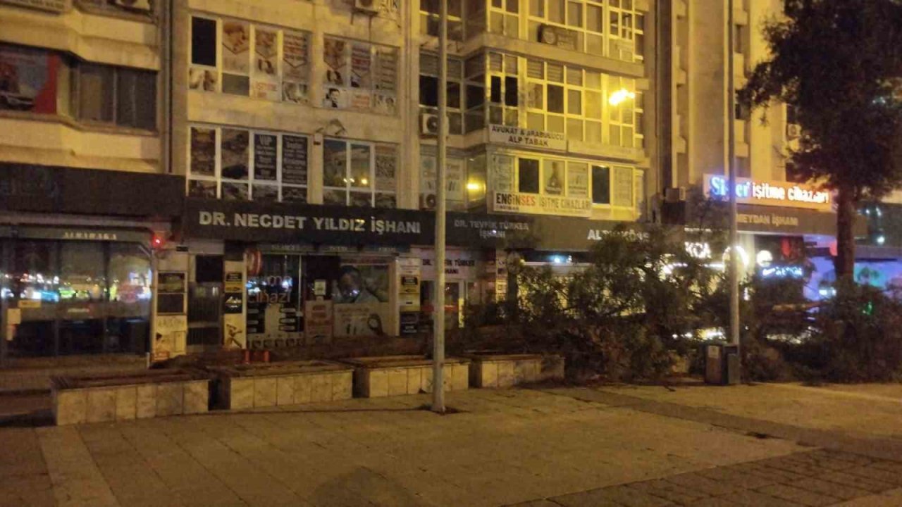 Samsun’da fırtına ağaç devirdi