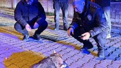 Samsun’da şehre inen çakala polis ekiplerinden şefkat eli