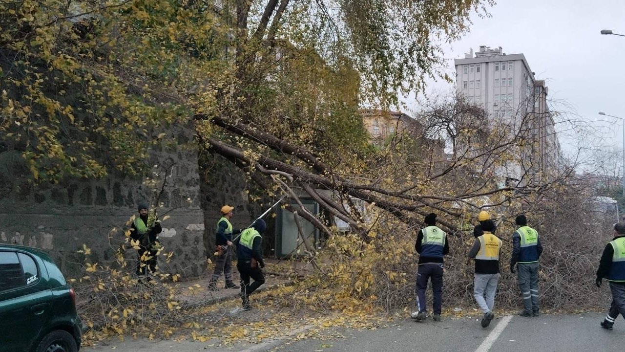 Samsun’da şiddetli rüzgar ağacı devirdi