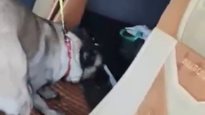 Samsun’da tırda metamfetamin ele geçirildi