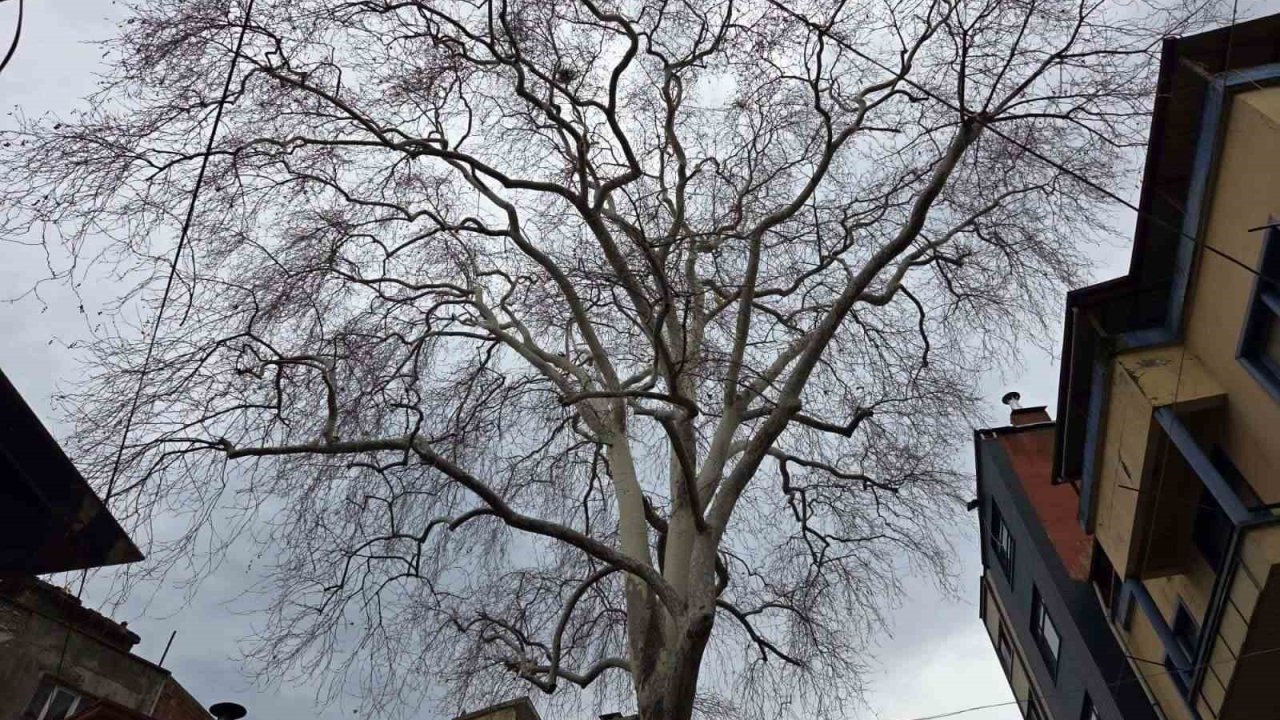 Samsun’un koruma altındaki 11 çınarından biri 160 yıldır dimdik ayakta