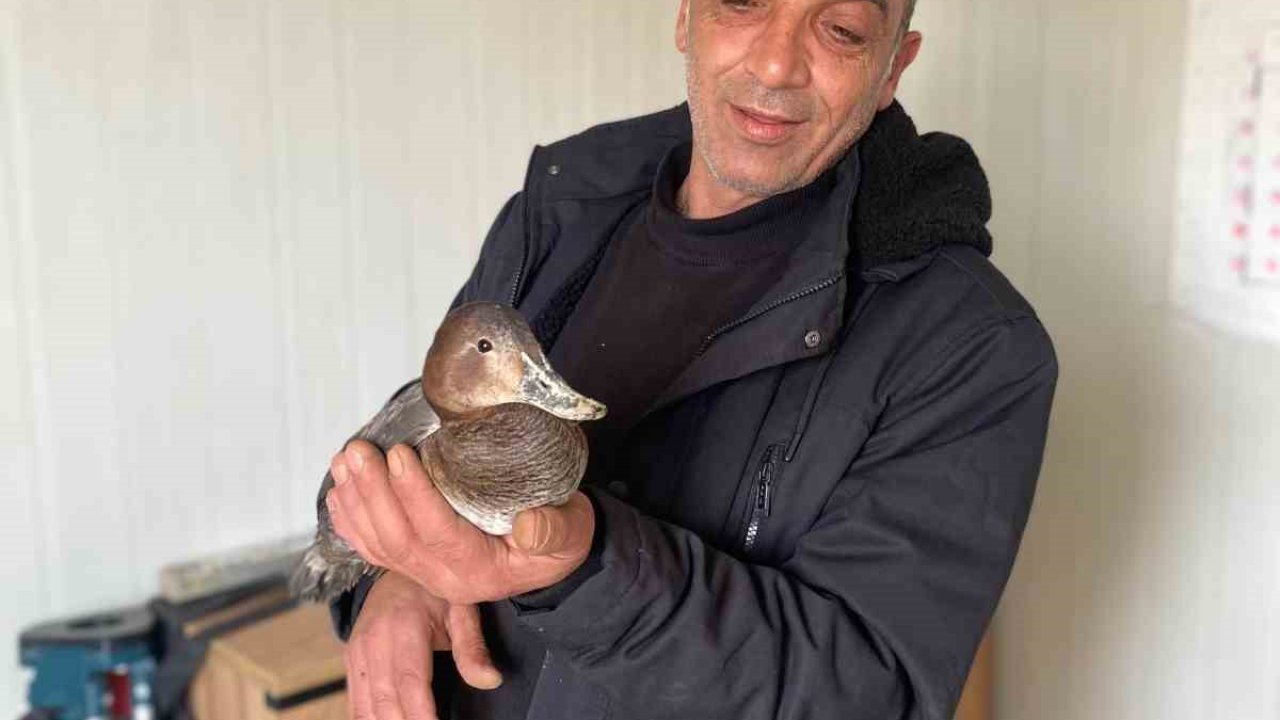 Şantiyede yaralı halde bulduğu ördeğe çocuğu gibi baktı