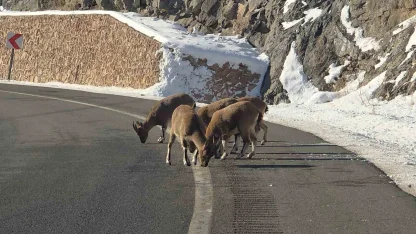 Sarp kayaların efendileri dağ keçileri Vauk Dağı eteklerinde otlanırken görüldü