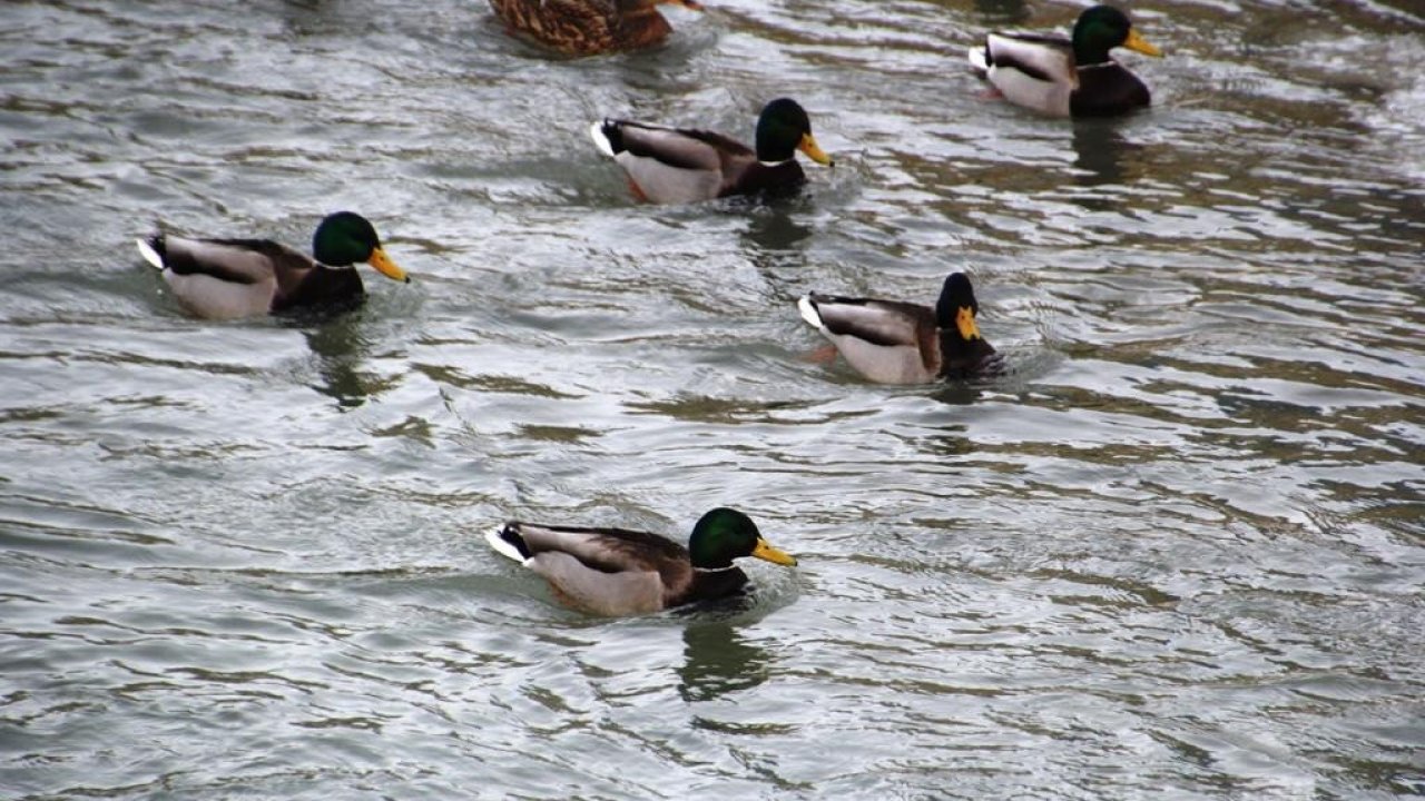 Sibirya’dan göç eden yeşilbaşlı ördekler Çoruh Nehri’ni mesken tuttu